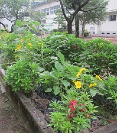 「ぐんぐんのびろ」「花がさいた」