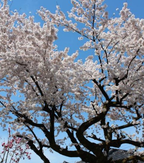 桜満開！（4/10）