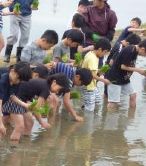 田植え体験 ５年（5/10）