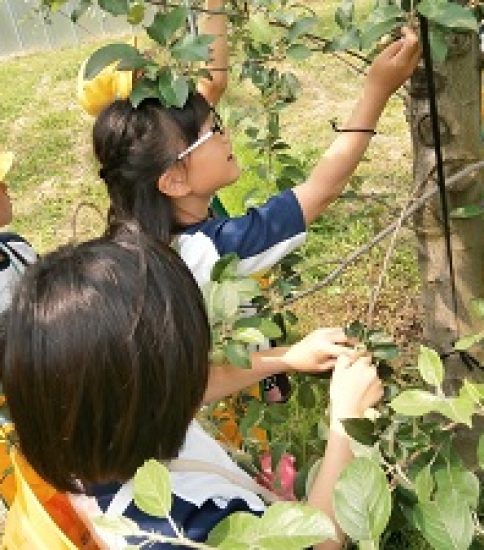 りんご園見学３年(5/29)