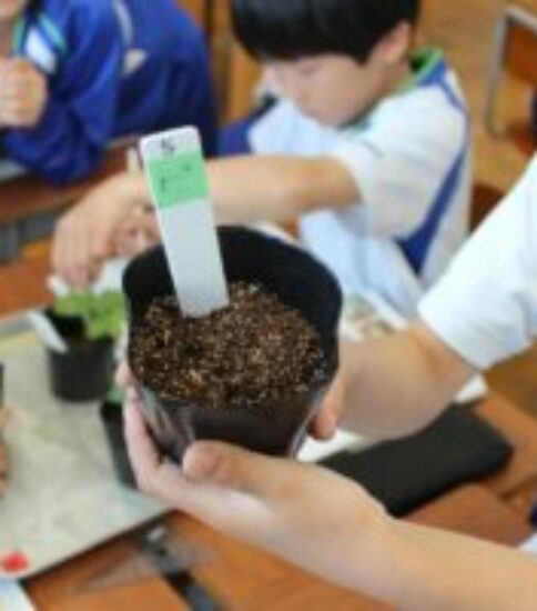 植物のかんさつ【３年生】