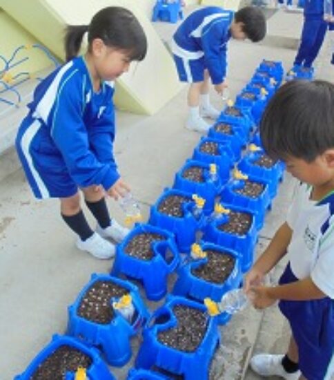 あさがおの種を植えたよ！【１年生】