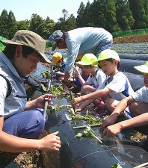 さつまいもの苗植え【４年生】