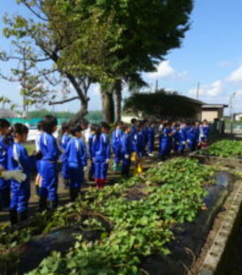 さつまいも掘りをしたよ！【2年生】