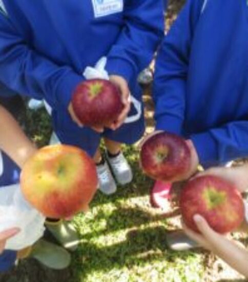 りんご収穫体験【３年生】