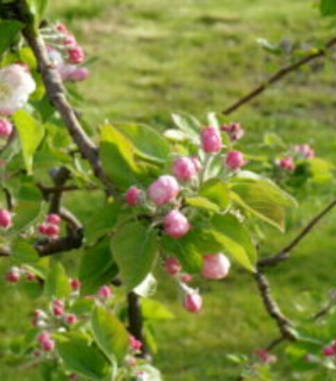 4/17（金）あいさつの花